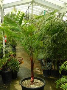 Dypsis leptocheilos 25g (3) (Small).JPG